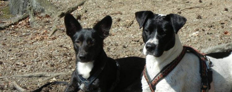 Pfotentour: Blog von Emma & Milo über Wander-Ausflüge mit dem Hund und ÖPNV