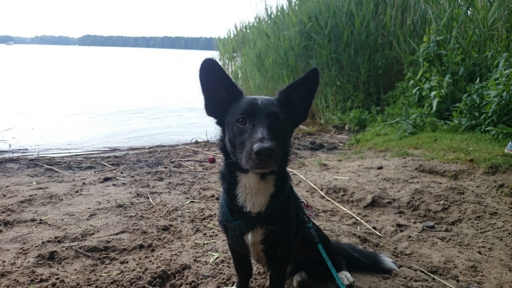 Mit dem Hund unterwegs Badespaß in Groß Köris Pfotentour