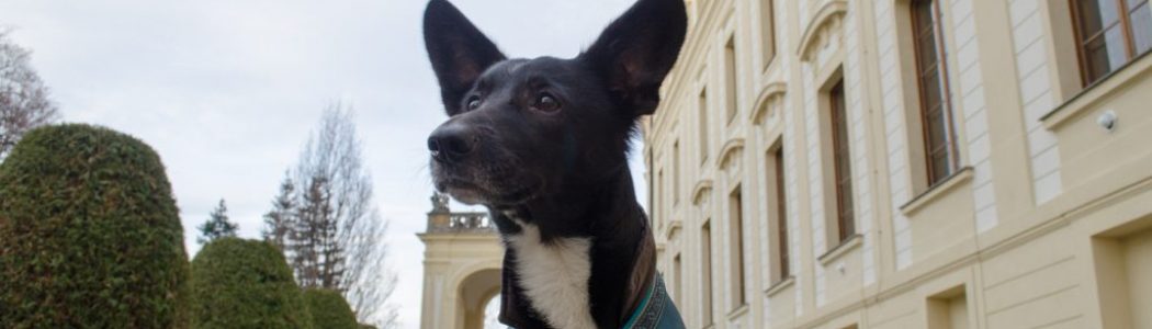 Mit dem Hund unterwegs: Weihnachtszeit in Prag