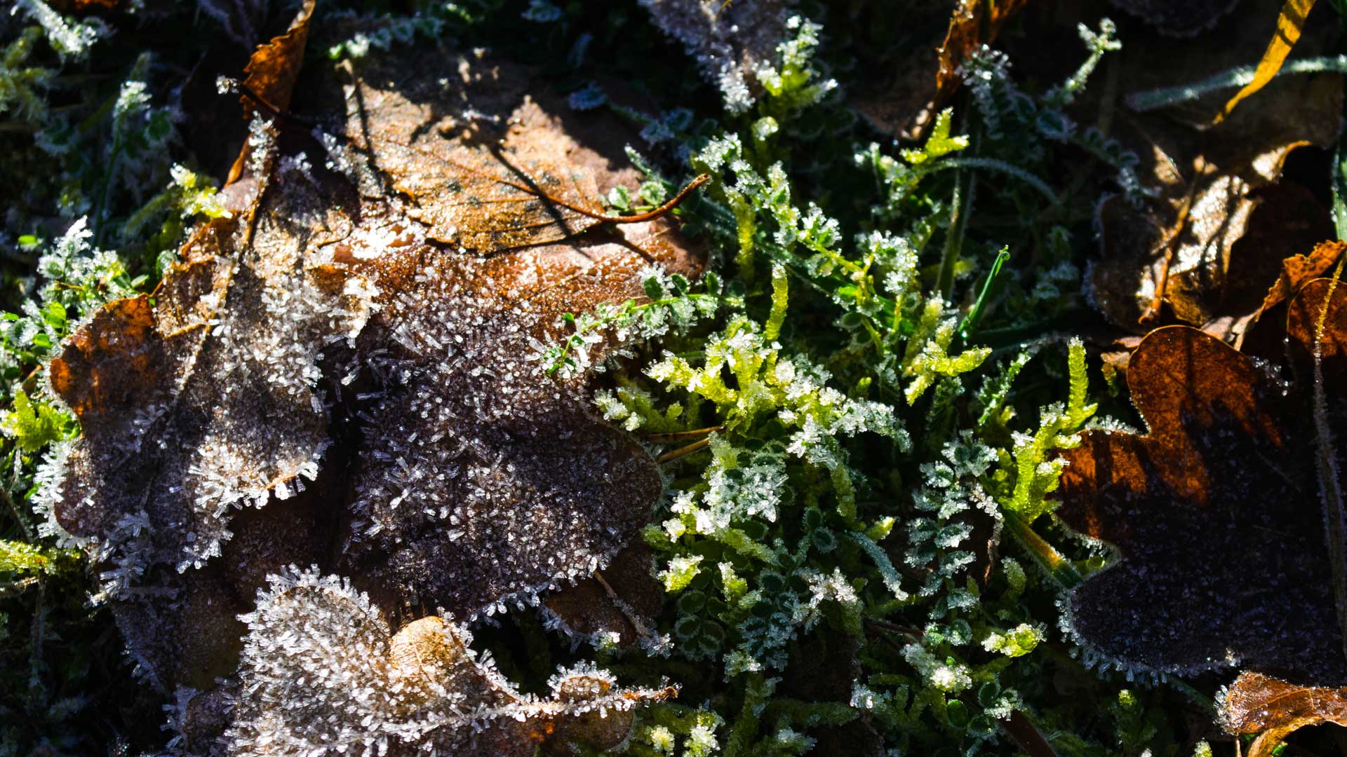 Winter in Hoppegarten © Pfotentour