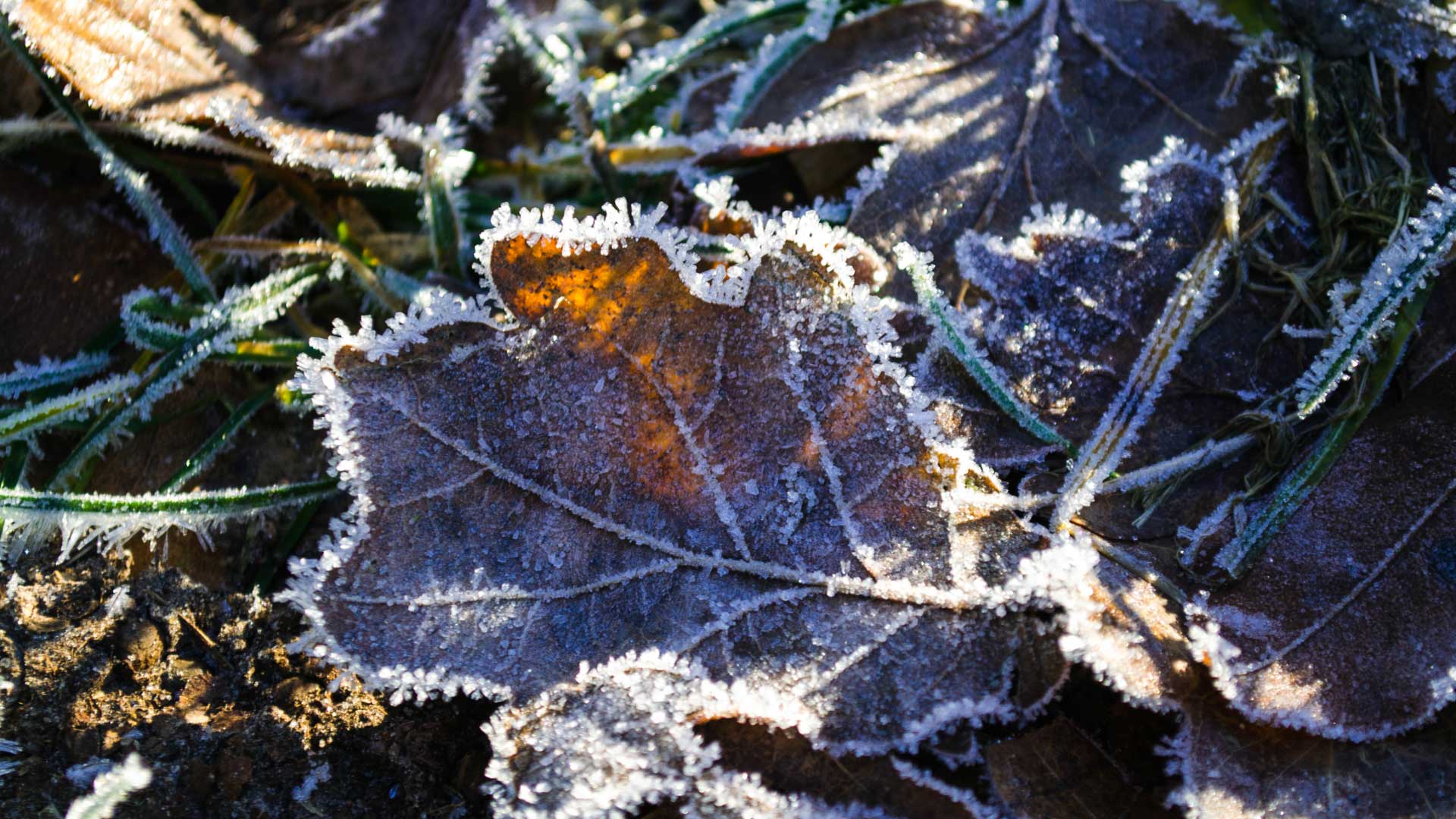 Winter in Hoppegarten © Pfotentour