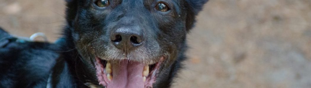 Wandern mit Hund: Von Burg Hohnstein bis Brandaussicht