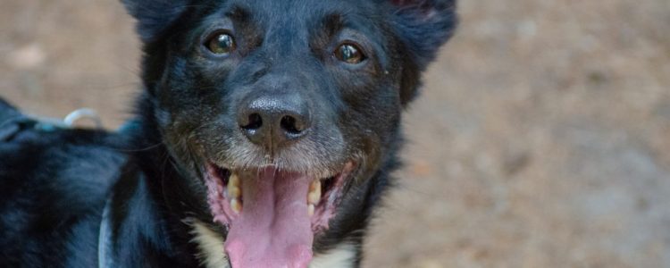 Wandern mit Hund: Von Burg Hohnstein bis Brandaussicht