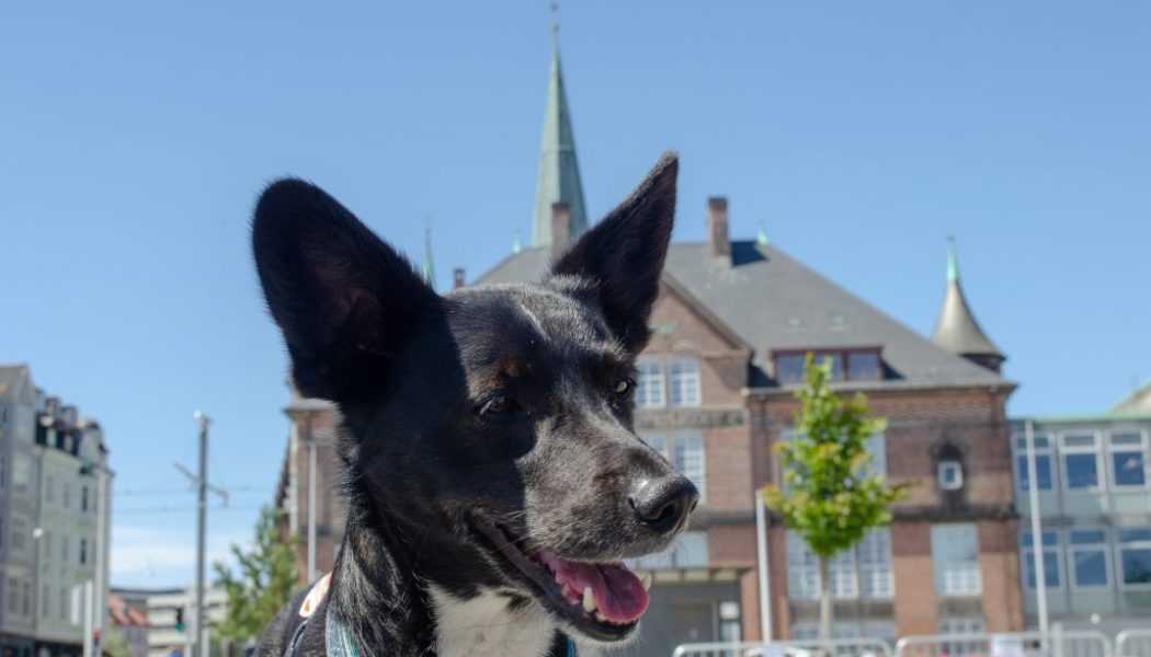 Mit dem Hund im Dänemark-Urlaub: Hyggelig in Aarhus