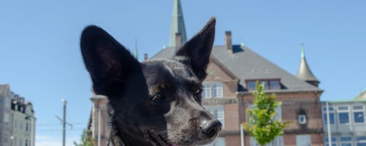 Mit dem Hund im Dänemark-Urlaub: Hyggelig in Aarhus