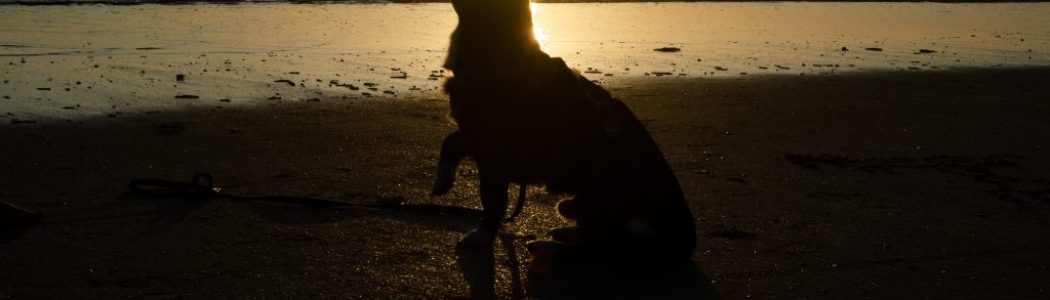 Mit dem Hund im Dänemark-Urlaub: Hyggelig an der Nordsee