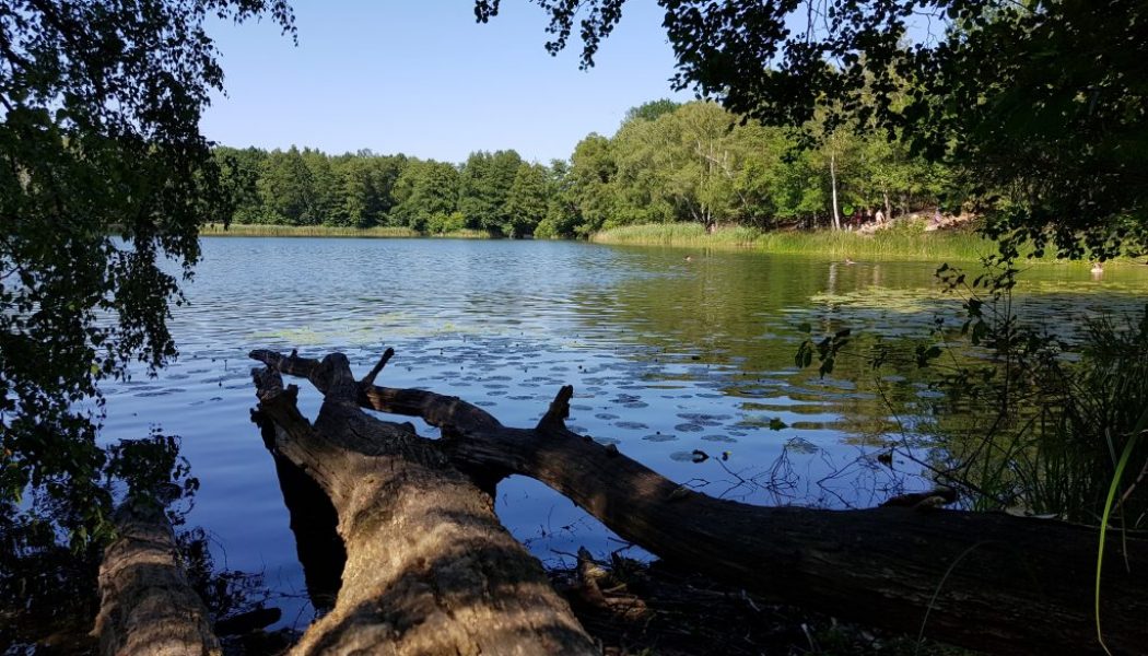 Wandern mit Hund: Kirschen pflücken und baden am kleinen Lienewitzsee