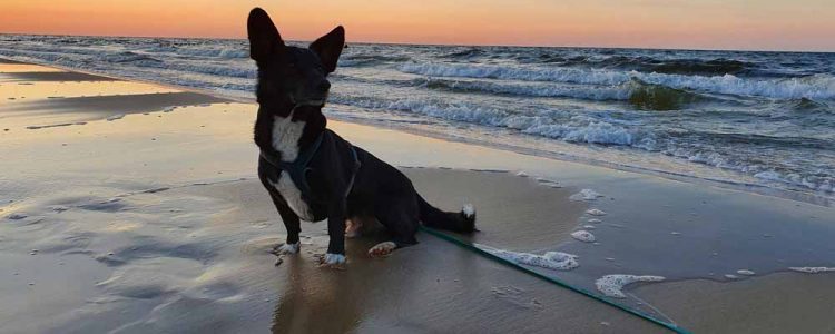 Urlaub mit Hund: Kurztripp an die Ostsee