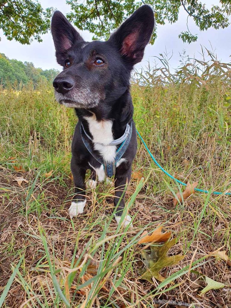 Urlaub mit Hund Entspannung am Fleesensee Pfotentour