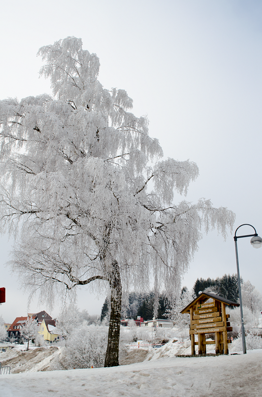 Winter im Harz © Pfotentour