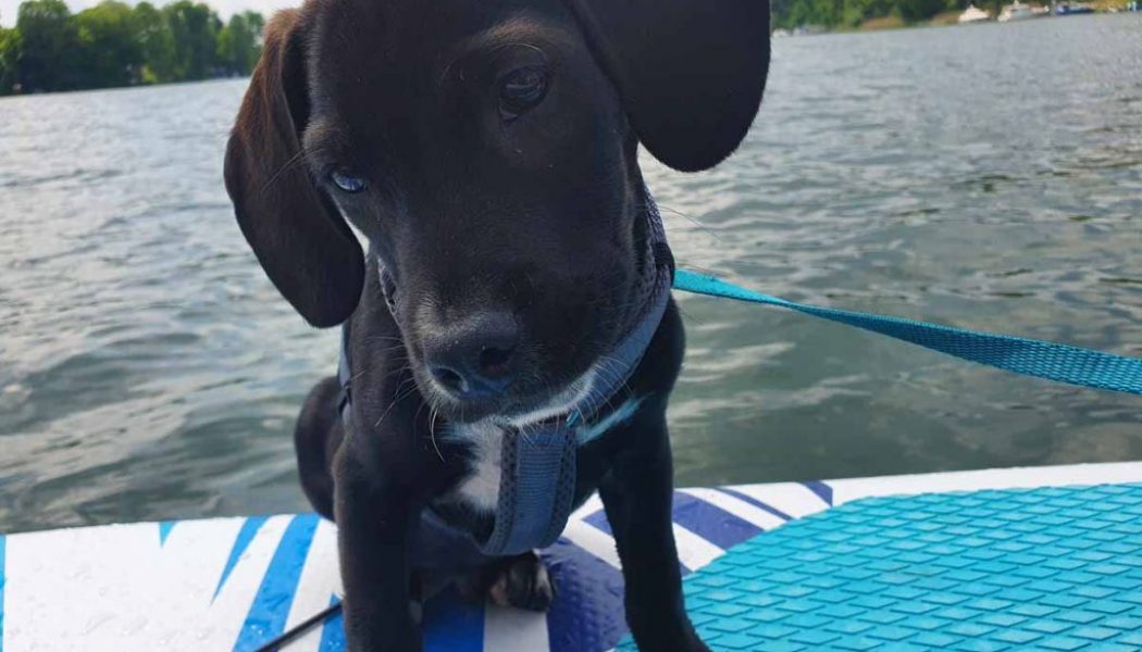 Urlaub mit Hund: Ruderboot und SUP mit Welpe
