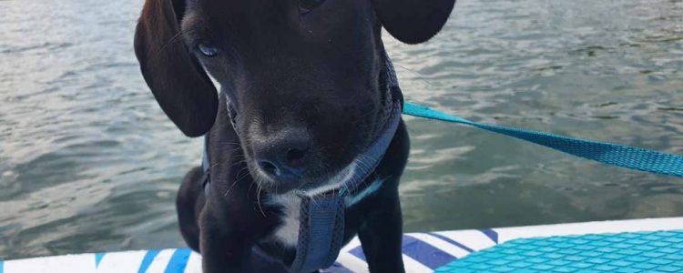 Urlaub mit Hund: Ruderboot und SUP mit Welpe