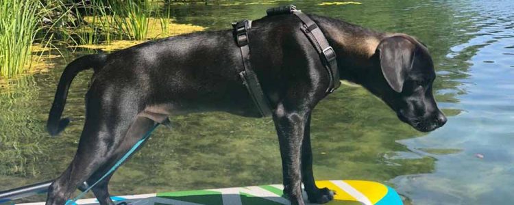 Mit Hund am Sacrower See: Baden und Wasserspaß