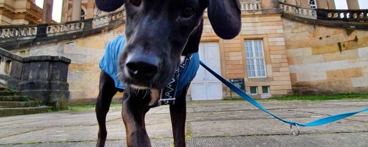 Stadt-Ausflug mit Hund: Wandern durch Potsdam und Park Sanssouci