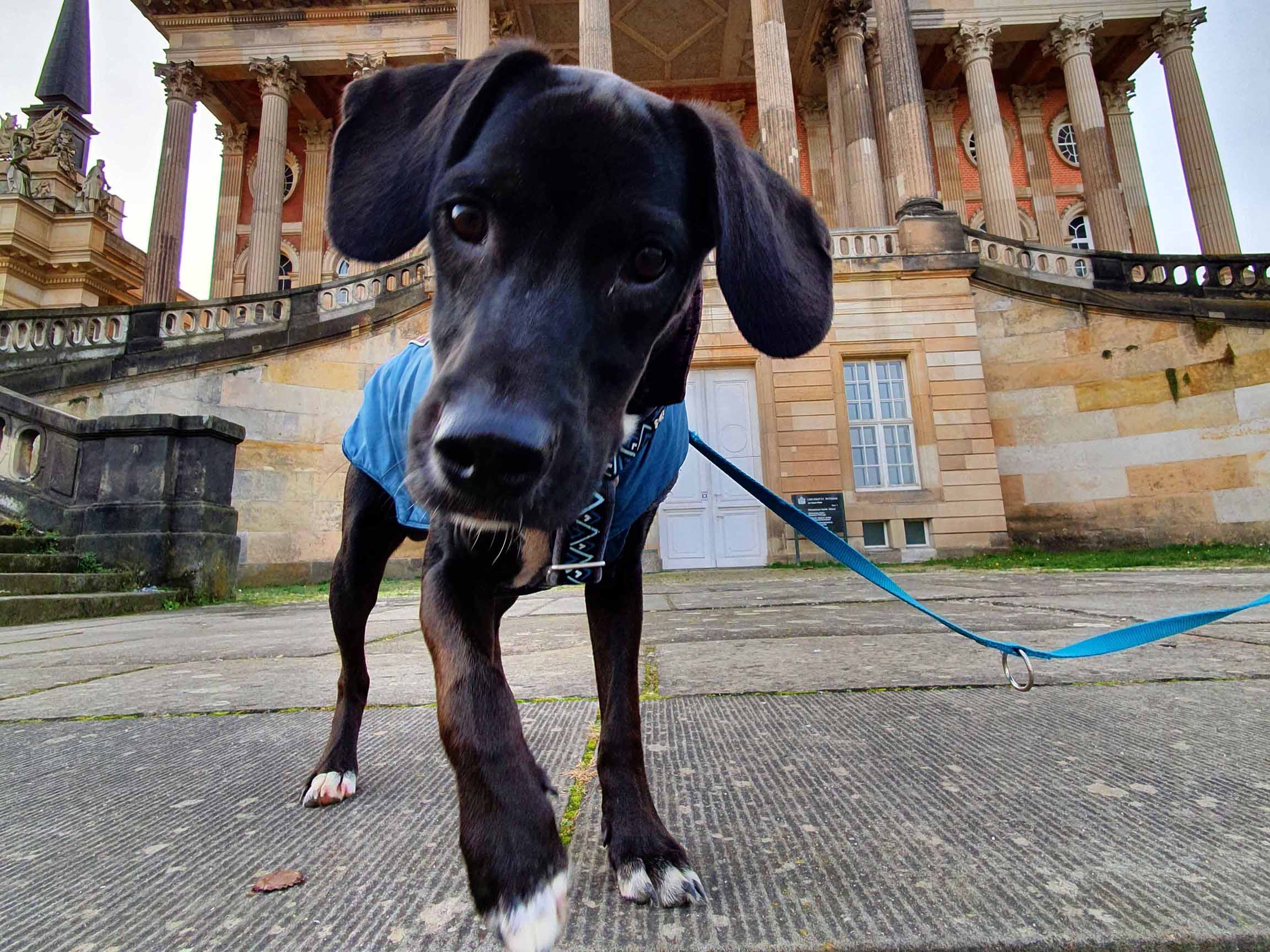 StadtAusflug mit Hund Wandern durch Potsdam und Park Sanssouci