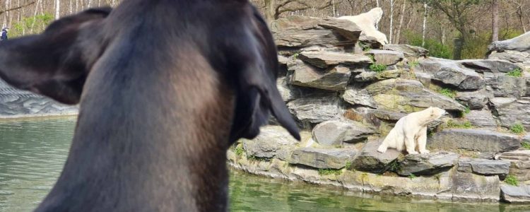 Spaziergang mit dem Hund: Eine Runde im Tierpark Berlin