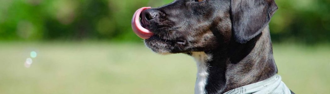 Bessere Hunde-Fotos mit der Spiegelreflex-Kamera: Tipps für Nicht-Profis