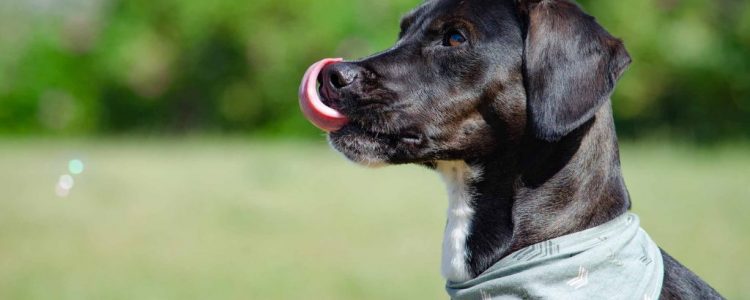 Bessere Hunde-Fotos mit der Spiegelreflex-Kamera: Tipps für Nicht-Profis