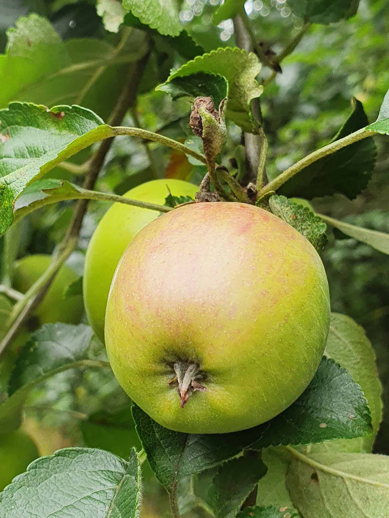 Äpfel pflücken in Strausberg