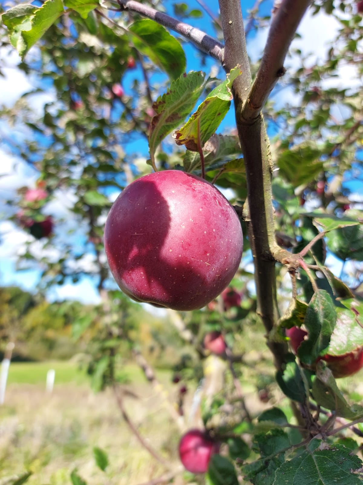 Apfelwiese in Göhren Lebbin