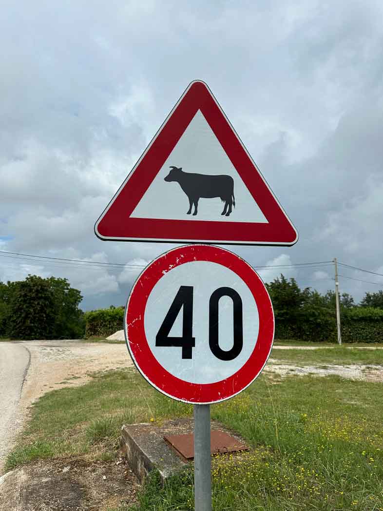 Straßenschild mit Kuh auf Istrien (Kroatien) © Pfotentour