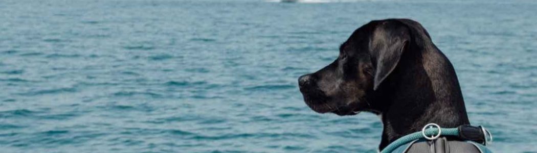 Urlaub mit Hund in Kroatien: Halbinsel Istrien an der Adria