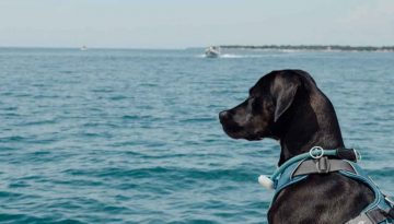 Istrien (Kroatien) mit Hund © Pfotentour