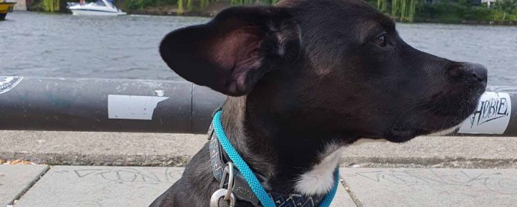 Mit Hund in der Stadt: Spree-Runde zwischen Oberbaum- und Schillingbrücke