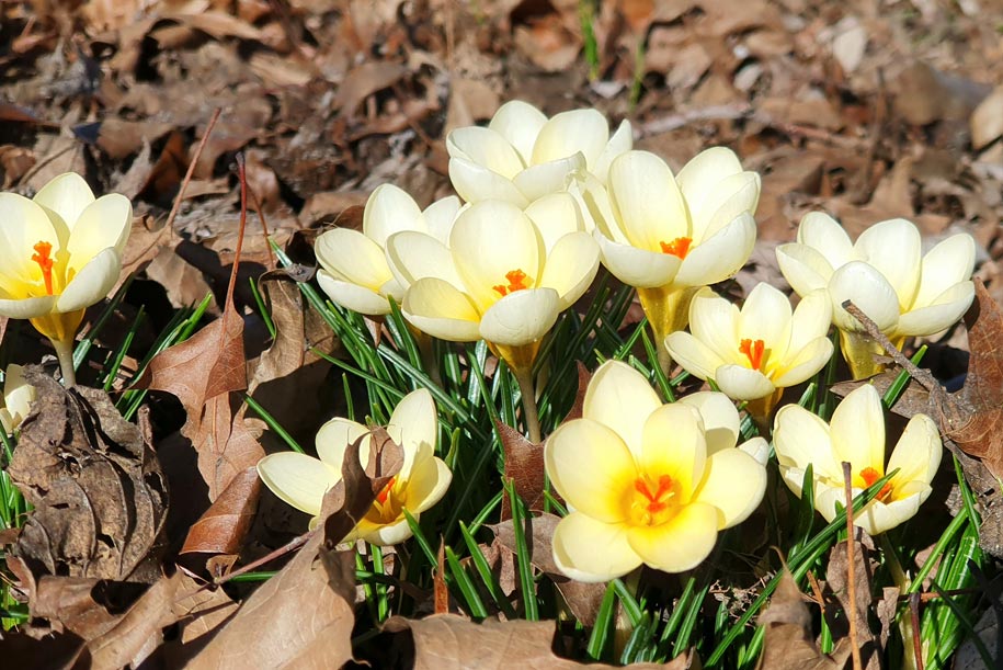 Frühling im Treptower Park © Pfotentour