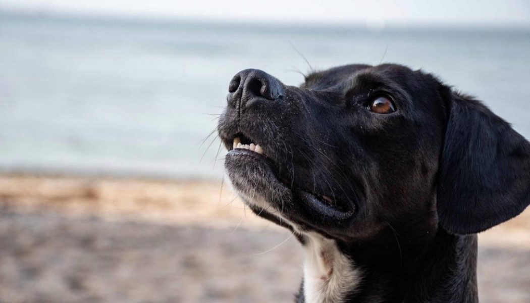 Urlaub mit Hund: Ostseebad Warnemünde