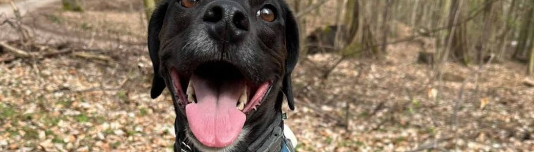 Osterspaziergang mit Hunden zum Wasserrad in Cöthen