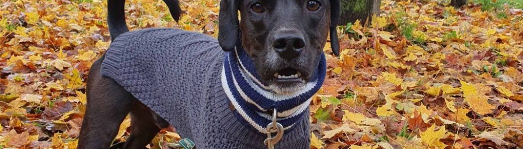 Mit Hund in der Stadt: Spaziergang im Wuhletal