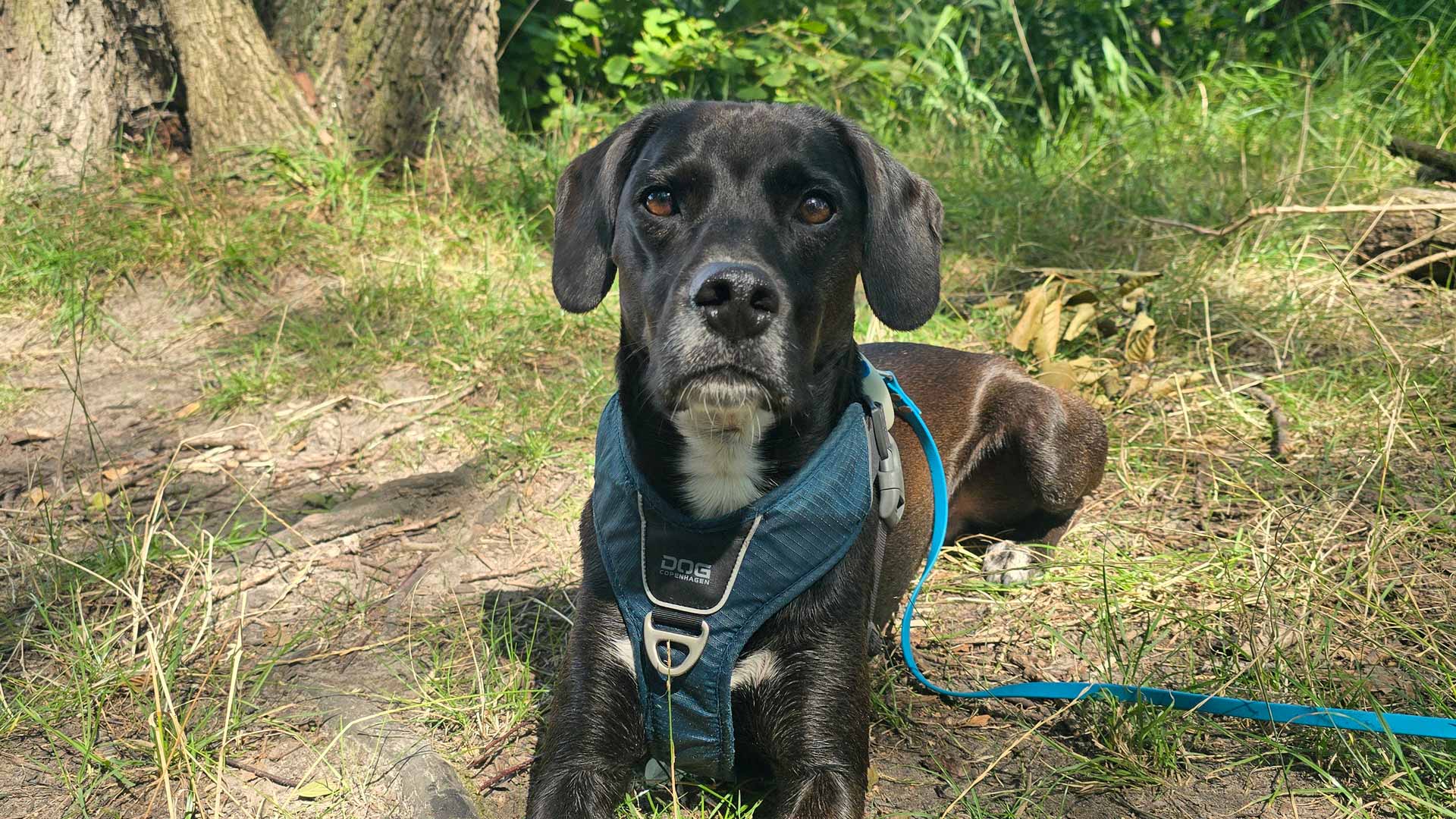 Floki in der Märkischen Schweiz © Pfotentour