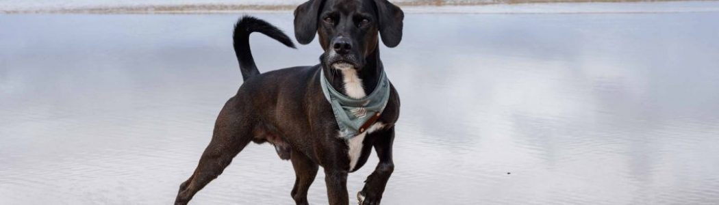 Urlaub mit Hund in Schottland – Highlands, Atlantik und andere Highlights