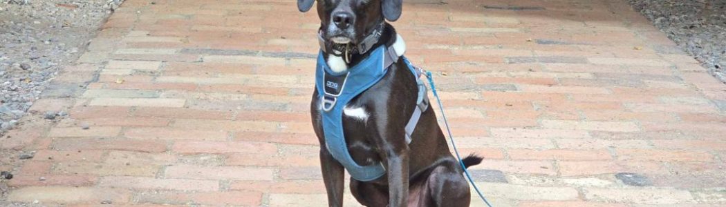 Wandern mit Hund: Rundweg von Chorin zum Kloster mit Amtsee und Großer Heiliger See