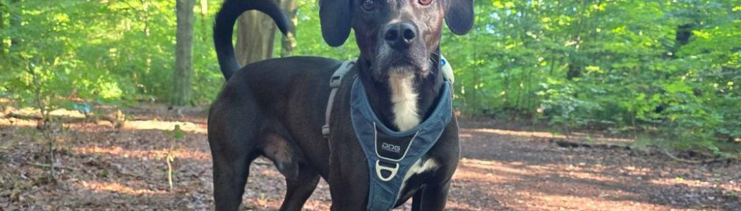 Berlin-Spaziergang mit Hund: S-Bahnhof Baumschulenweg bis Treptower Park