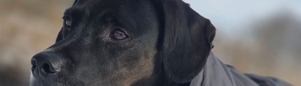 Mit dem Hund unterwegs: Schnee im Erpetal in Friedrichshagen