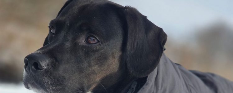 Mit dem Hund unterwegs: Schnee im Erpetal in Friedrichshagen