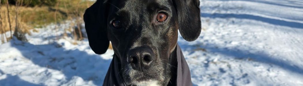 Mit dem Hund unterwegs: Winter im Harz und hoch hinauf auf den Brocken