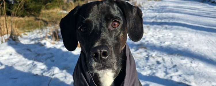 Mit dem Hund unterwegs: Winter im Harz und hoch hinauf auf den Brocken