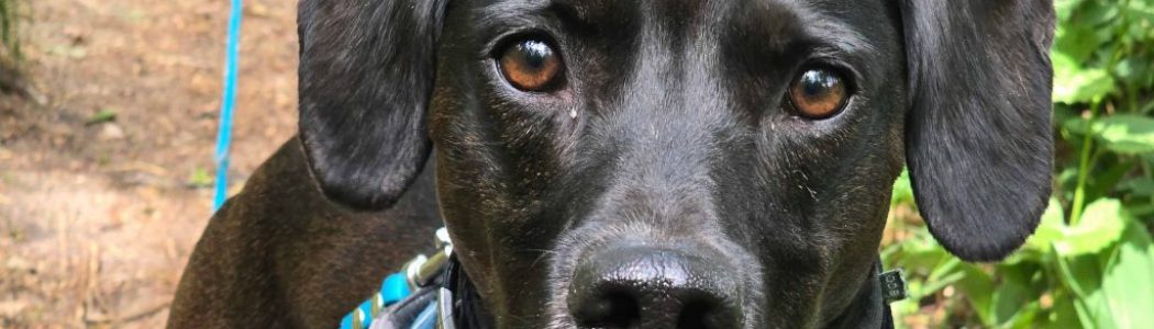 Wandern mit Hund: Von Fangschleuse über Löcknitztal und Flakensee bis Woltersdorf