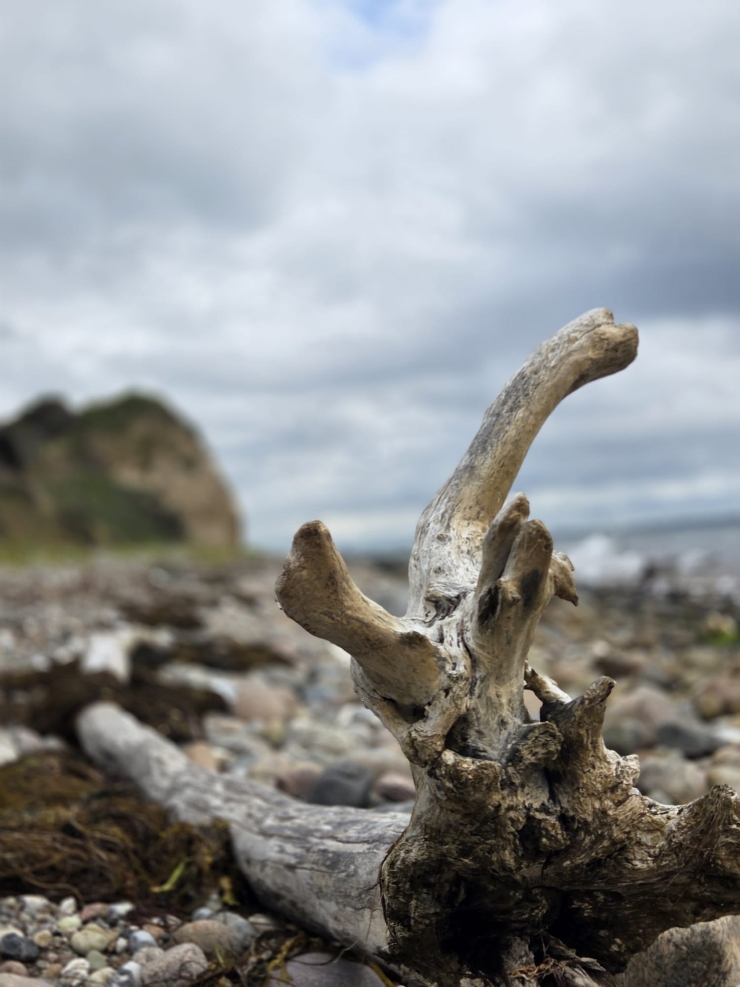 Unterwegs auf Rosnaes in Dänemark © Pfotentour Naturstrände auf der Halbinsel Rosnaes auf Seeland - herrlich wild und unberührt.