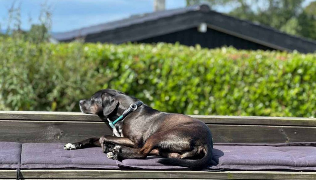 Seeland-Urlaub mit Hund: Fähre nach Dänemark, Røsnæs, Sagnlandet Lejre, Kopenhagen und Dambo-Trolle