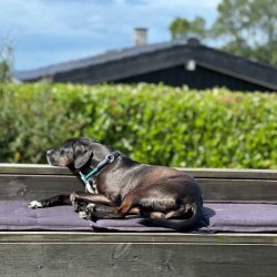 Floki entspannt auf Rosnaes in Dänemark © Pfotentour