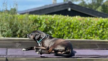 Floki entspannt auf Rosnaes in Dänemark © Pfotentour