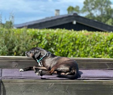 Floki entspannt auf Rosnaes in Dänemark © Pfotentour