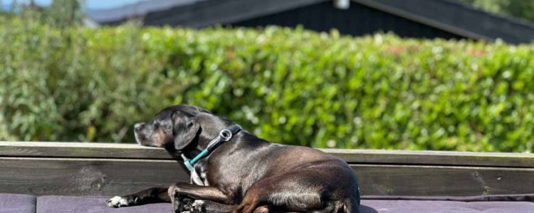 Seeland-Urlaub mit Hund: Fähre nach Dänemark, Røsnæs, Sagnlandet Lejre, Kopenhagen und Dambo-Trolle