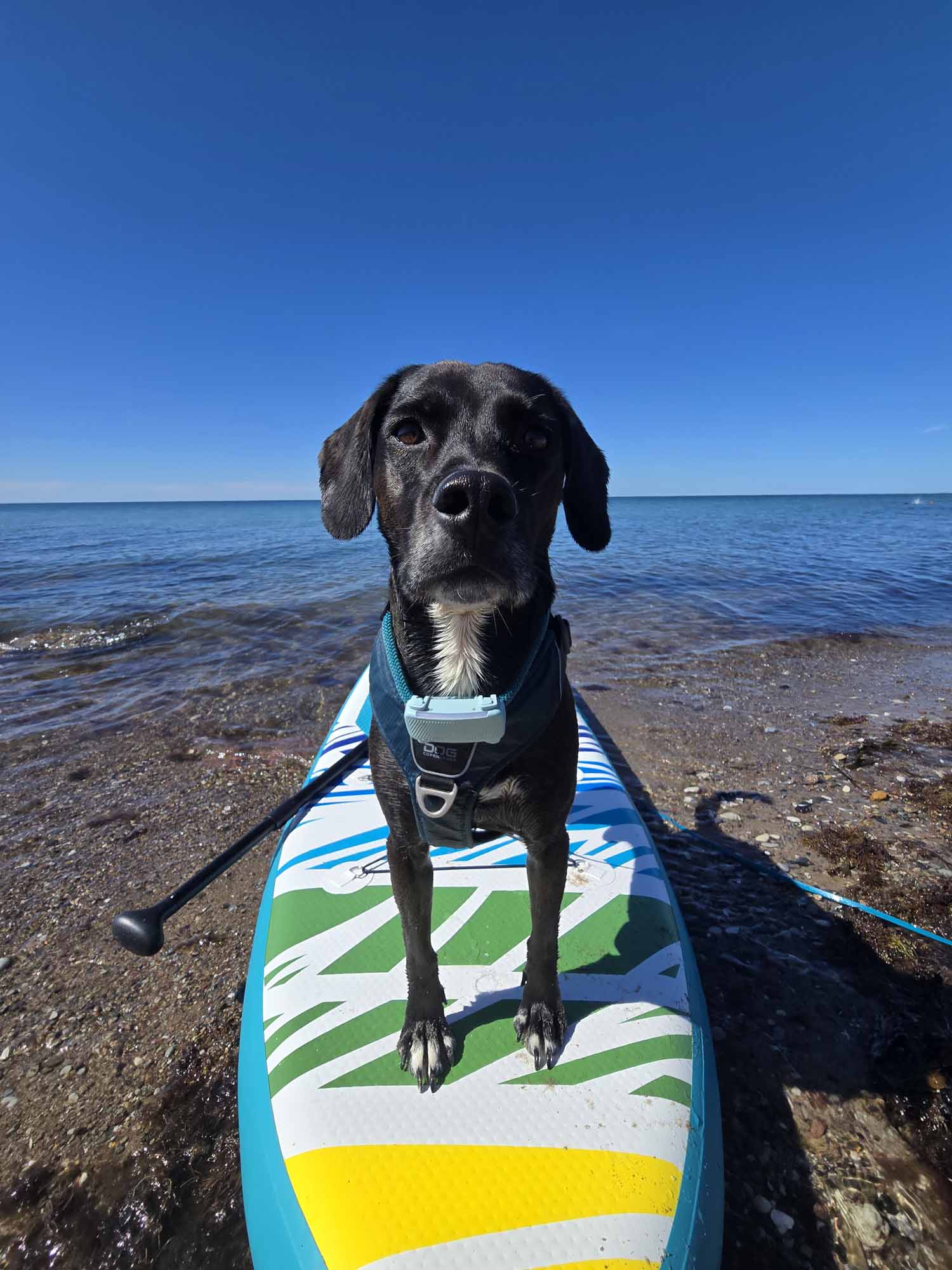 Floki auf dem SUB © Pfotentour Floki auf seinem liebsten Sportgerät, dem SUP-Board.