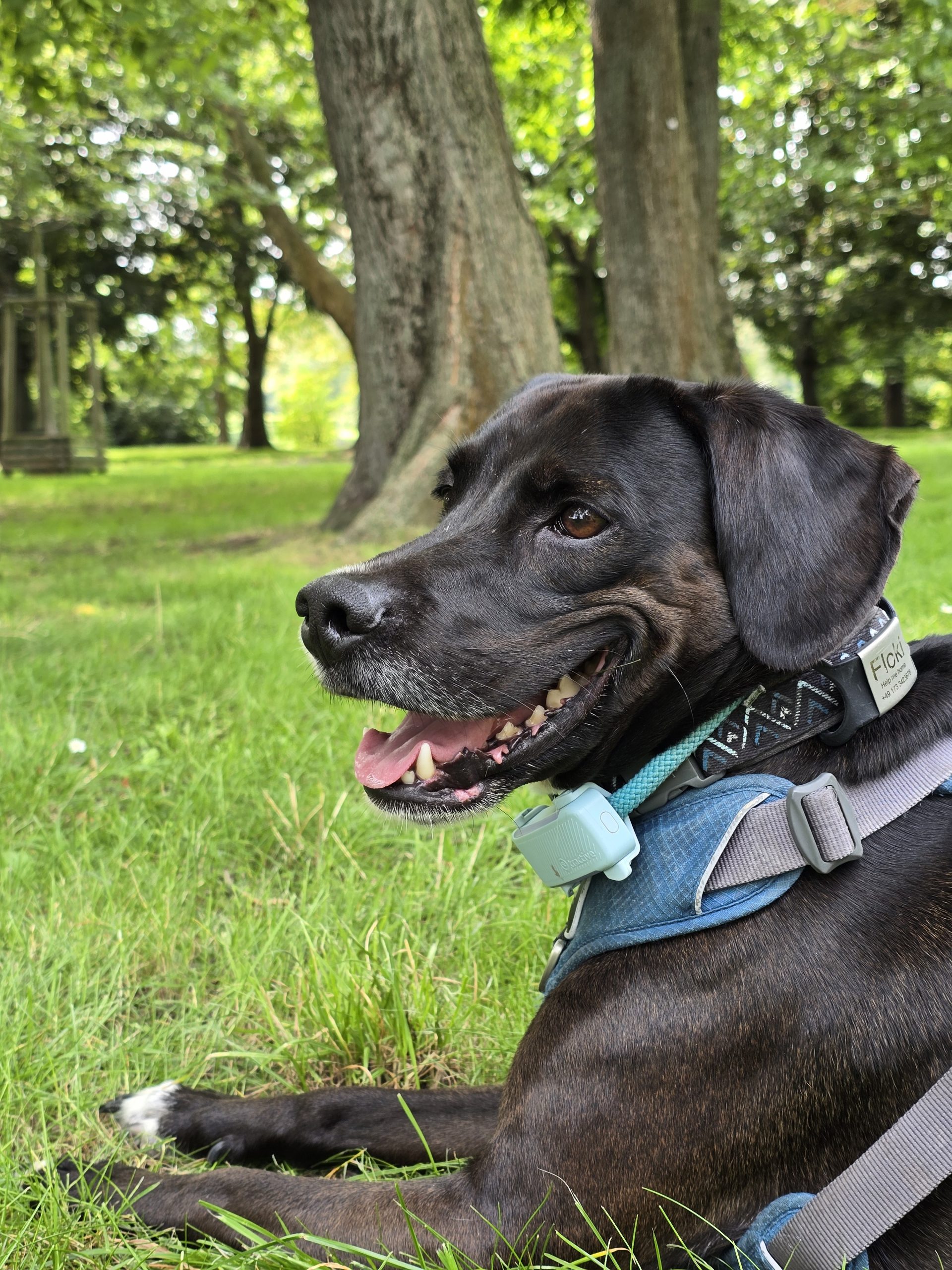 Floki mit dem Tractive-GPS-Tracker DOG 6 © Pfotentour