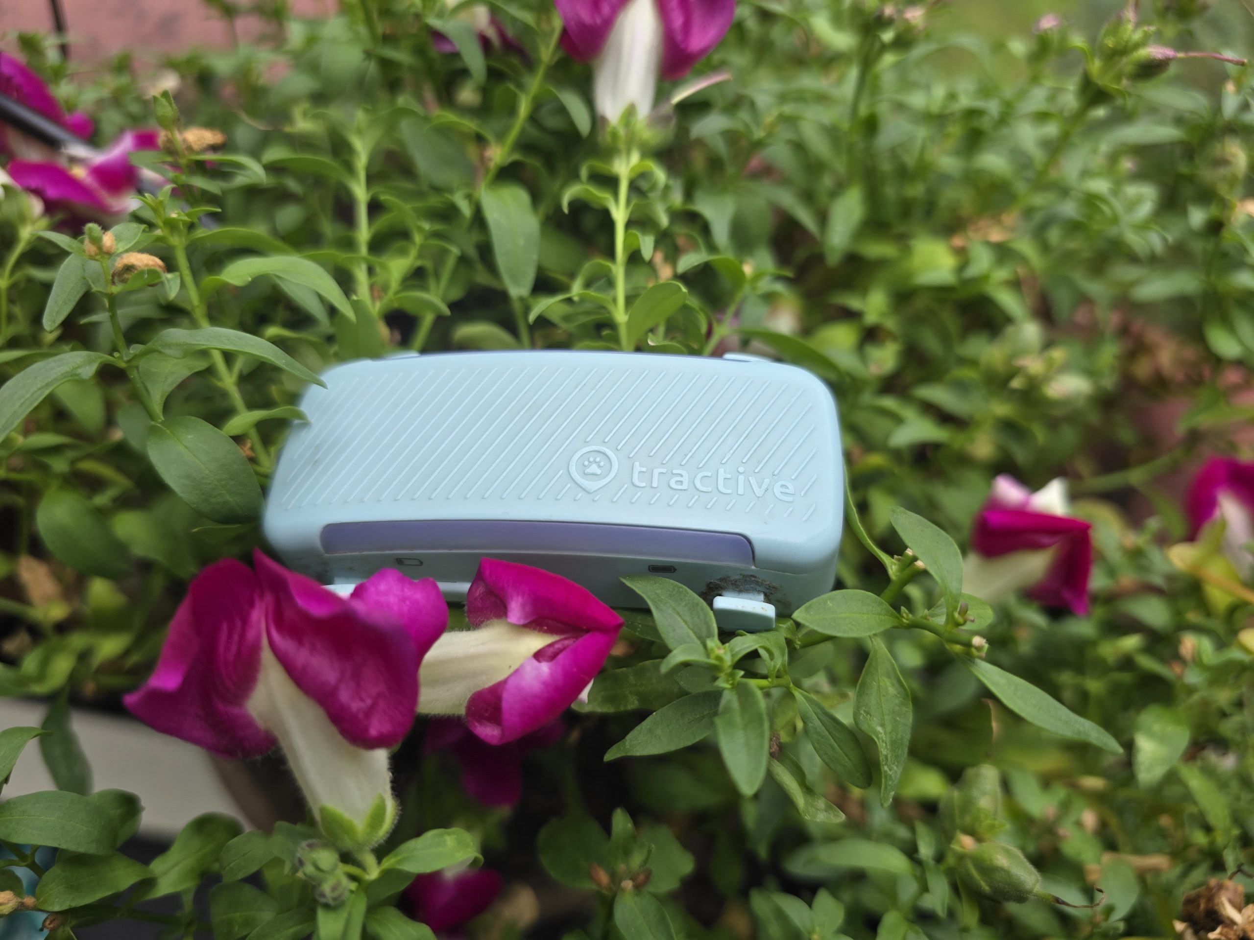 Tractive-GPS-Tracker DOG 6 in blau © Pfotentour